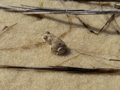 Rhinella mirandaribeiroi
