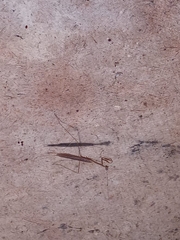 Musonia remota