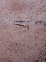 Musonia remota