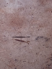 Musonia remota