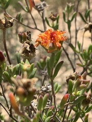 Drosanthemum pulchrum