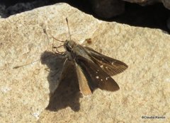 Lerodea eufala eufala