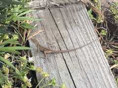 Anolis sagrei