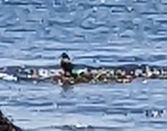 Histrionicus histrionicus