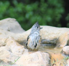 Baeolophus atricristatus