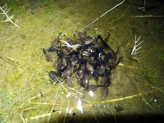 Leptodactylus macrosternum