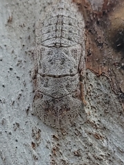 Stenocotis depressa