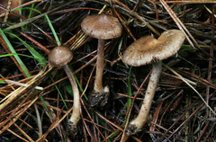 Inocybe cincinnata