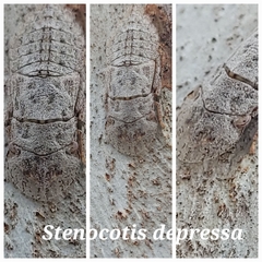 Stenocotis depressa