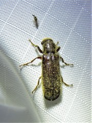 Melalgus plicatus