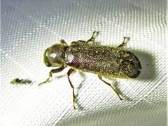 Melalgus plicatus