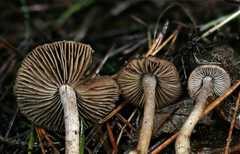 Inocybe cincinnata