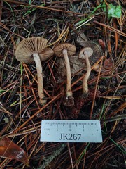 Inocybe cincinnata