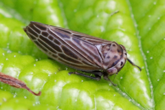 Agallia quadripunctata