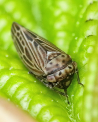 Agallia quadripunctata