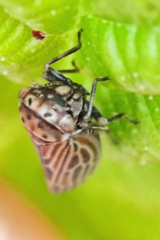 Agallia quadripunctata