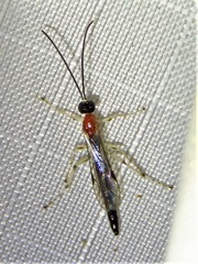 Calliephialtes grapholithae