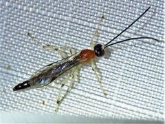 Calliephialtes grapholithae