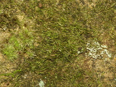 Isopterygiopsis muelleriana