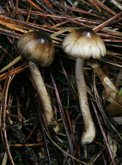 Inocybe fuscodisca