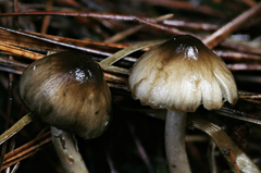 Inocybe fuscodisca
