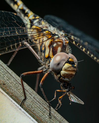 Harlequin Darner photo 5