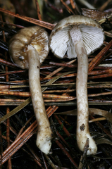Inocybe fuscodisca