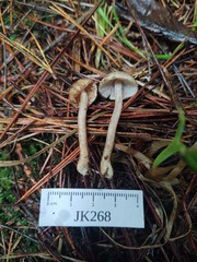 Inocybe fuscodisca