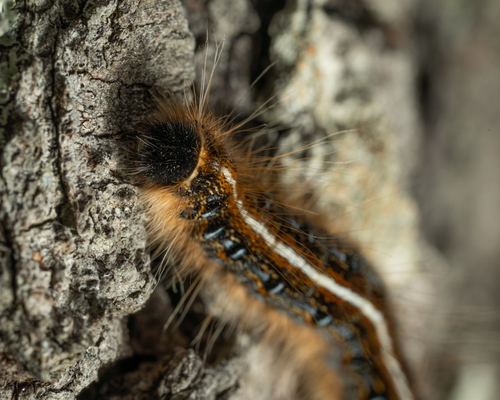 Eastern Tent Caterpillar Moth photo 5