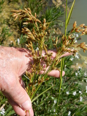 Scirpus pendulus