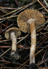 Inocybe cinnamomea