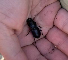 Pasimachus depressus