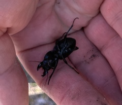 Pasimachus depressus