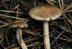 Inocybe cinnamomea