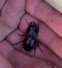 Pasimachus depressus