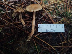 Inocybe cinnamomea