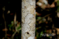 Zanthoxylum fagara lentiscifolium