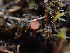 Sclerotinia