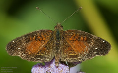 Anthanassa argentea