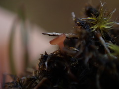 Sclerotinia