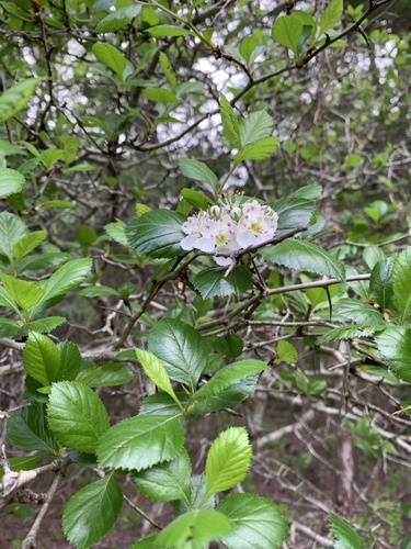 Tracy's hawthorn (Crataegus tracyi)