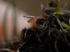 Sclerotinia