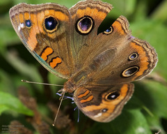 Junonia stemosa