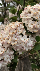 Viburnum carlesii