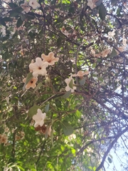 Cordia sonorae