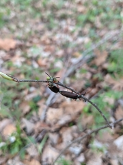 Lytta aenea