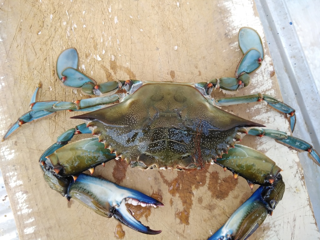 Atlantic Blue Crab from sisal, Yuc., México on April 14, 2022 at 02:04 ...