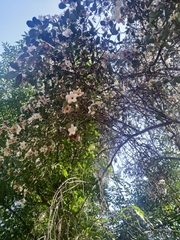 Cordia sonorae