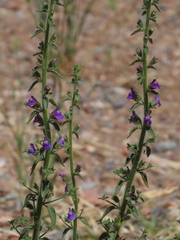 Hedeoma oblongifolia
