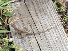 Anolis sagrei